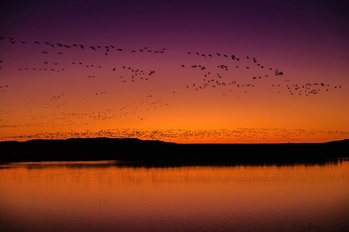 Flock of birds flying over Bosque Del Apache National Wildlife Refuge at sunset