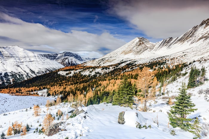 Snowy Mountains and Yellow Larches in Kananaskis