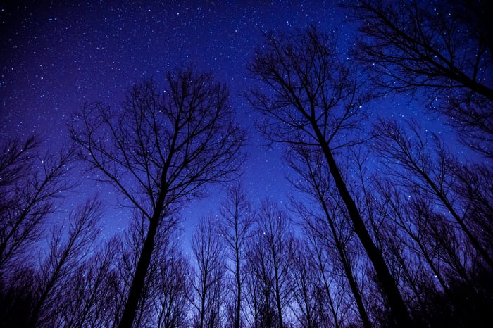 Bare trees silhouetted against a starry night sky