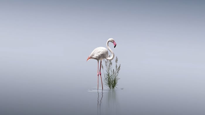 Flamingo standing in shallow water with reeds