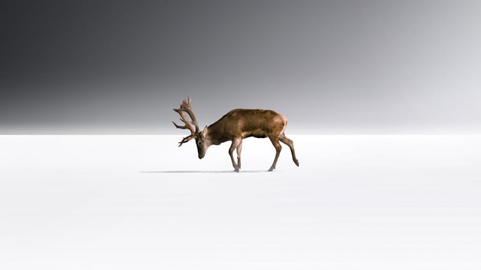 A lone reindeer walks on a white surface