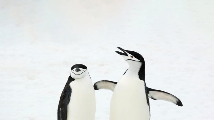 Two Chinstrap Penguins in the Snow
