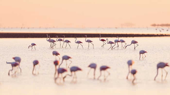Flamingos wading in shallow water at sunset