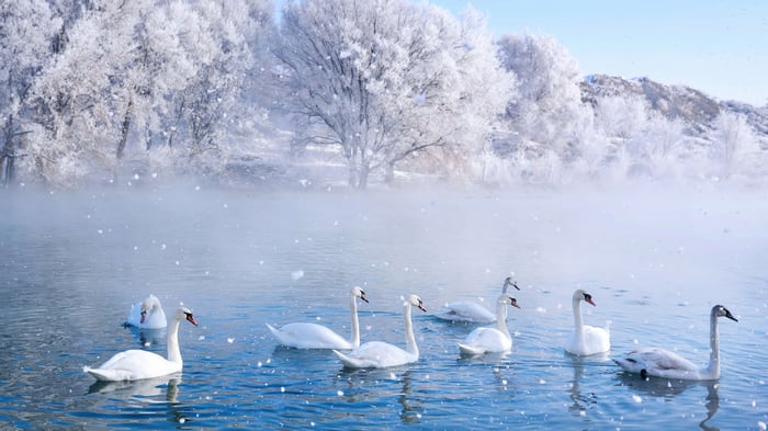 Swans swimming in a misty winter lake