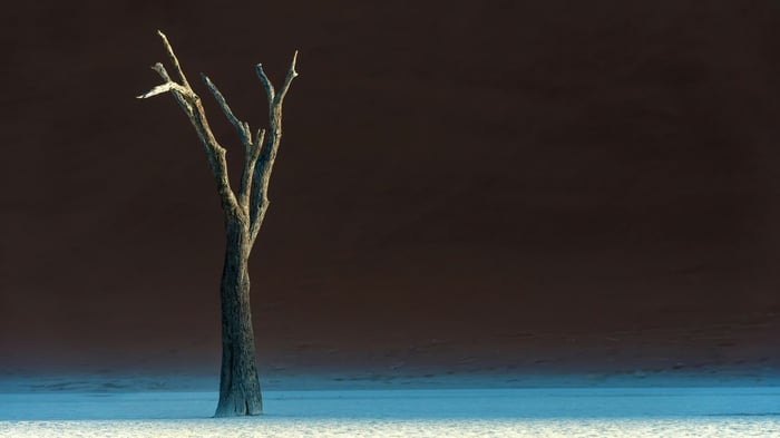 Solitary dead tree in a desert landscape