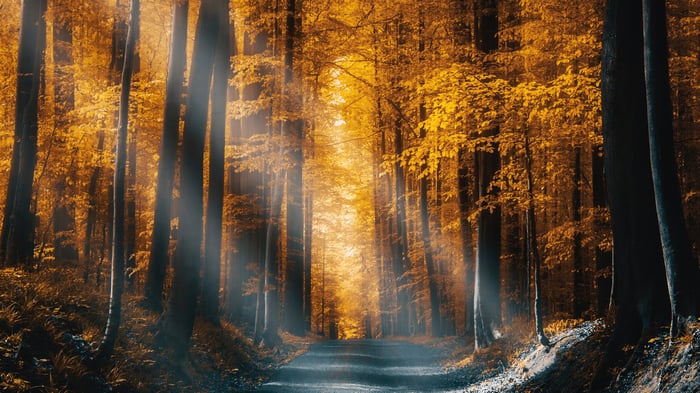 Autumn forest road with sunbeams filtering through trees