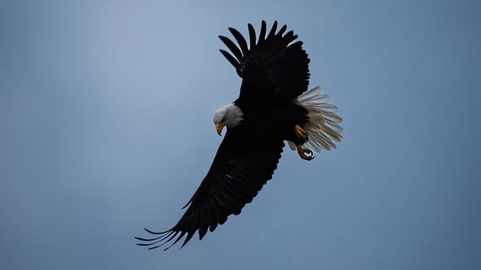 Bald Eagle in Flight Against a Cloudy Sky