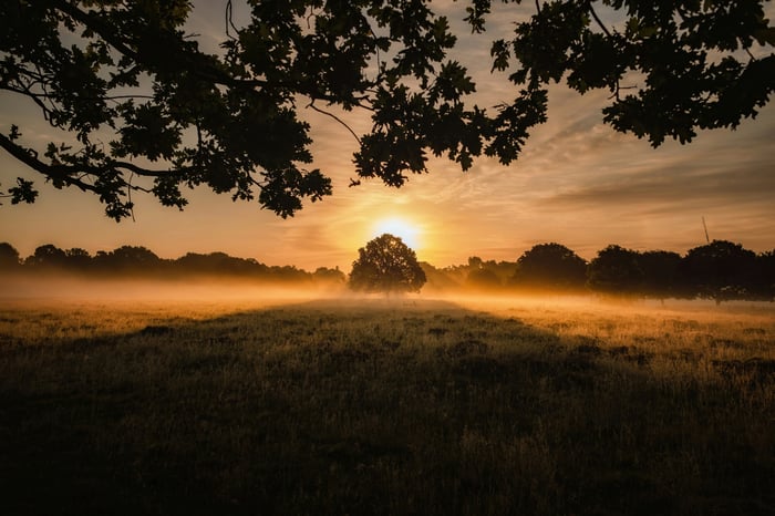 Tree in a misty field during golden hour