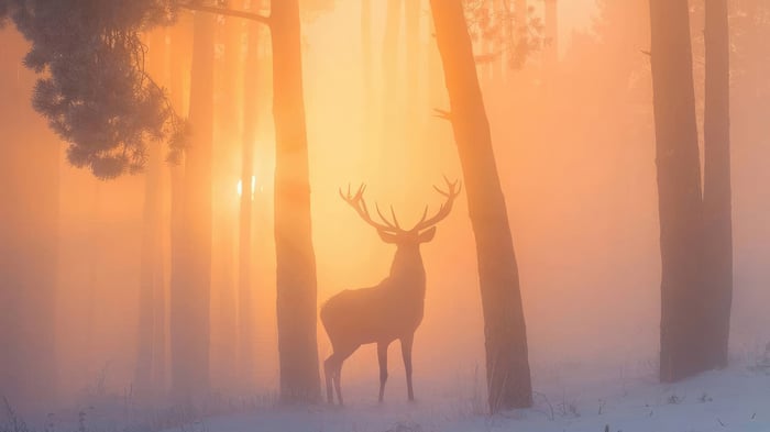 Deer in a misty forest at sunrise