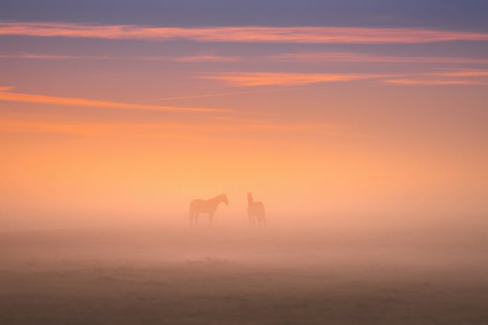 Two horses in a foggy field at sunrise