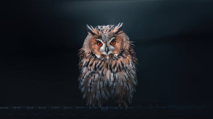 Owl with bright orange eyes looking at the viewer