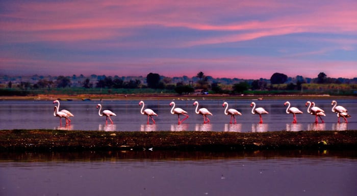 Flamingos marching in a lake at sunset