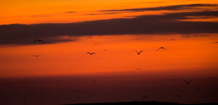 Birds flying at sunrise