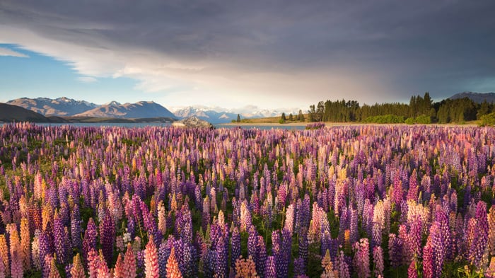 Russell Lupine Flower Garden At Tekapo Lake In