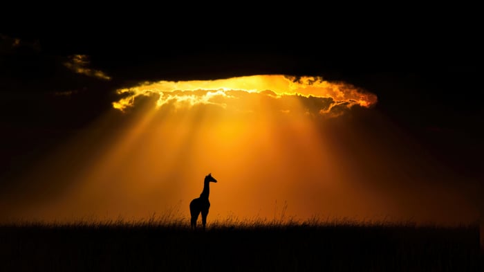 Giraffe silhouetted against dramatic sunset in Masai Mara
