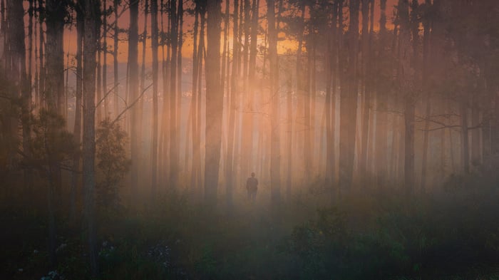 Person standing in a misty forest at sunset