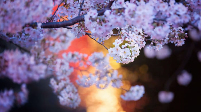 Close-up of Cherry Blossoms with Bokeh Background
