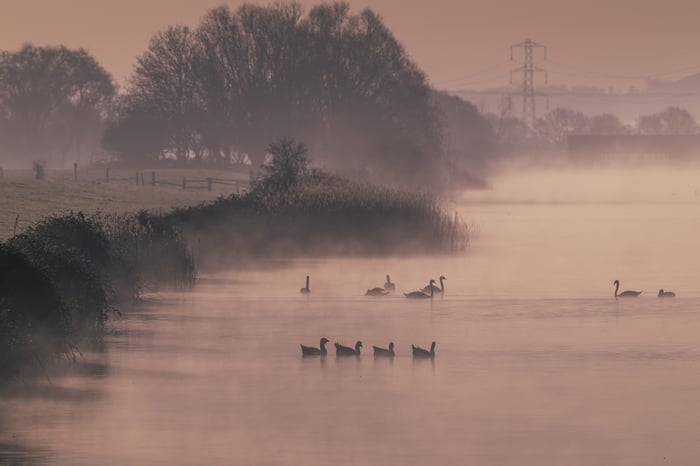 Ducks and swans on a misty lake at dawn