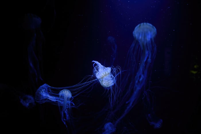 Several jellyfish floating in dark blue water