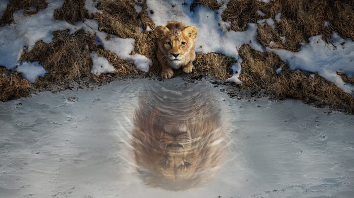 Lion Cub Reflects as Adult Lion in Water