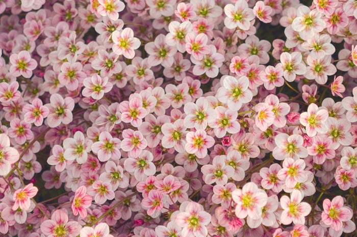 Close up of delicate pink and white flowers