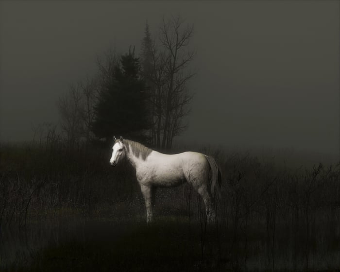White horse standing in a foggy field with trees