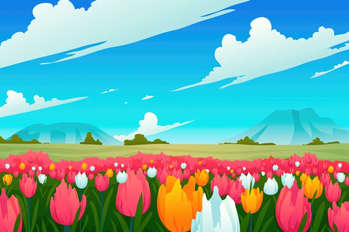 Field of Tulips Under a Blue Sky with Mountains