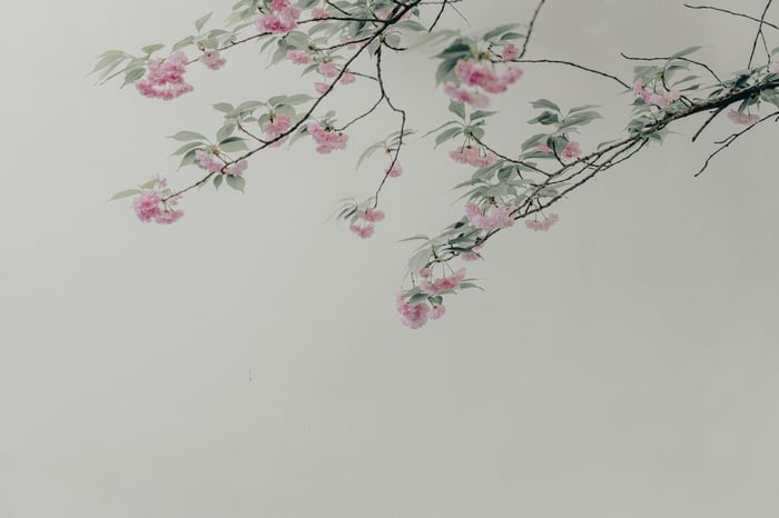 Pink flowers on a tree branch