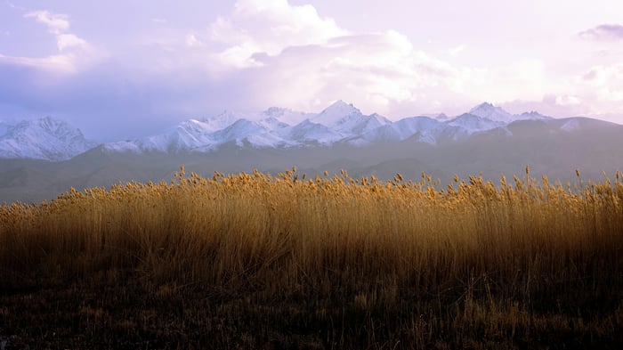 Tall Grass and Snow-Capped Mountains Under a Cloudy Sky