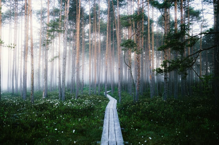 Wooden Pathway Through a Misty Forest