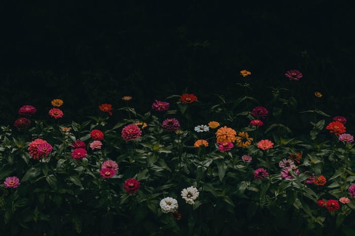 Colorful Zinnias in a Dark Garden
