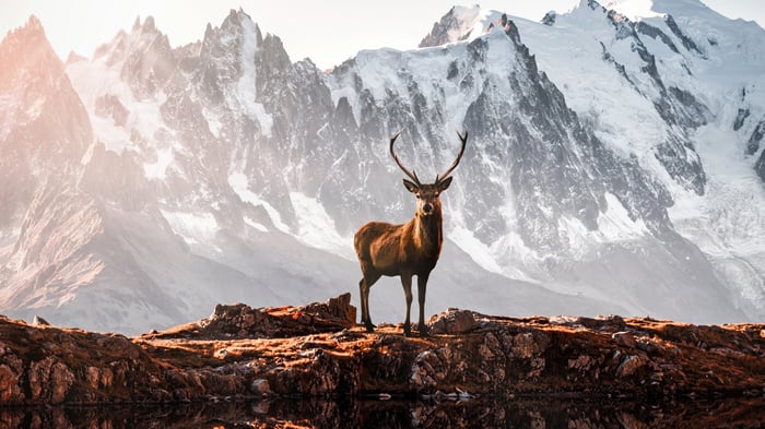 Deer standing on rocks with snowy mountains behind