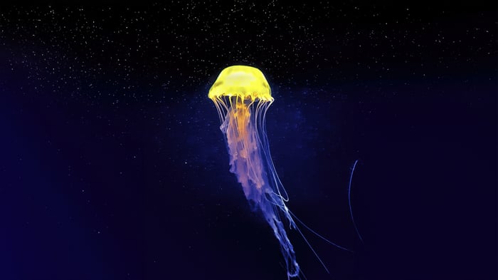 Yellow and purple jellyfish in dark water