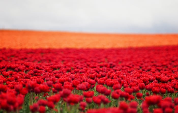 Field of Red and Orange Tulips
