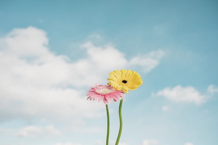 Pink and yellow gerbera daisies against a cloudy blue sky