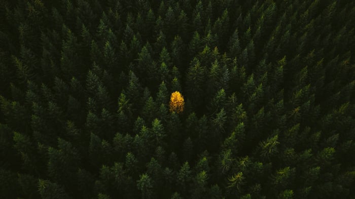 Aerial view of a yellow tree in a dark forest