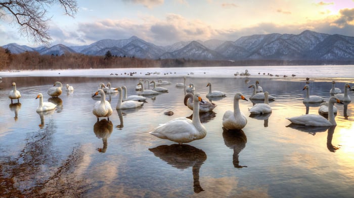 Swans on Lake Kussharo, Hokkaido