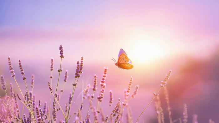 Butterfly in Lavender Field at Sunrise in France