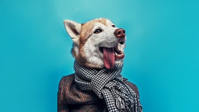 Dapper Husky Wearing a Scarf and Jacket