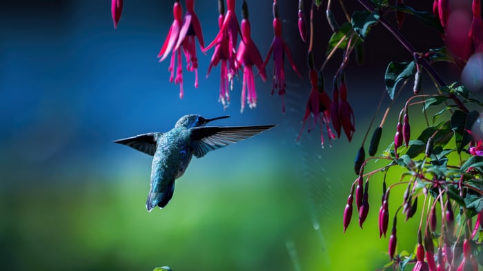 Hummingbird hovering near fuchsia flowers