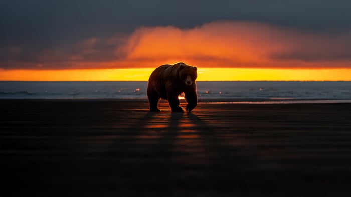 A bear walks on a beach at sunset