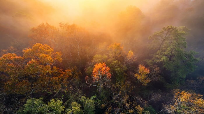 Foggy Morning Over Autumn Trees