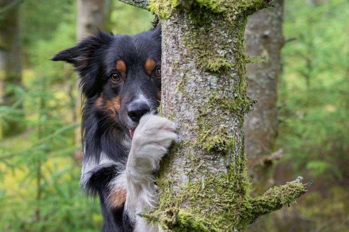 Border Collie peeking from behind a mossy tree