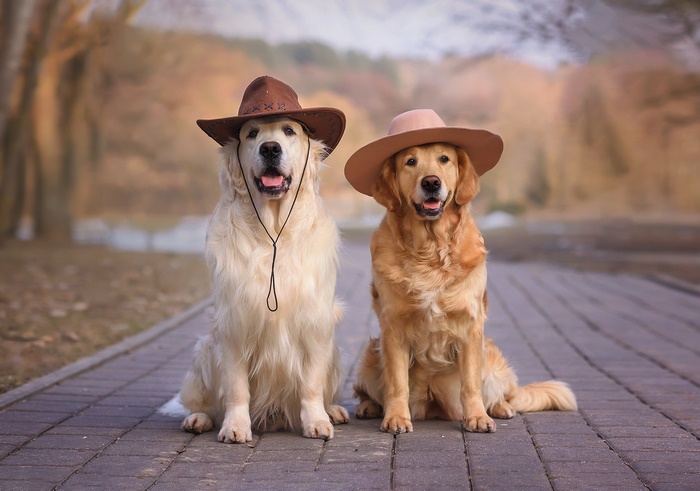 Two golden retrievers wearing cowboy hats