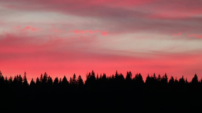 Silhouette of trees against a pink sunset sky