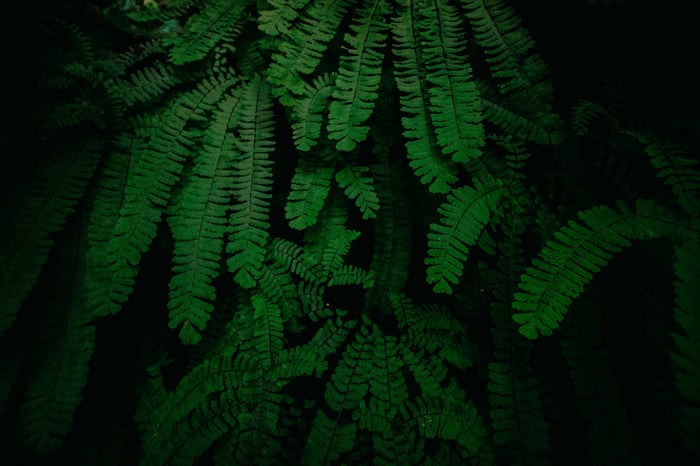 Dark green fern leaves close-up