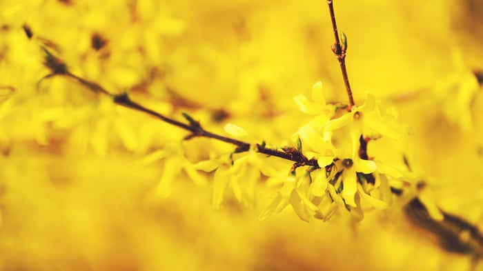 Forsythia flowers blooming on a branch