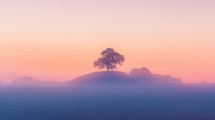Tree on a misty hill at sunrise