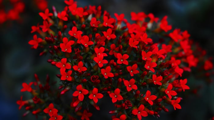 Close-up of Red Blooming Flowers