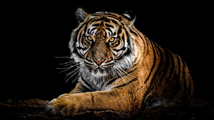 Tiger lying down in the dark